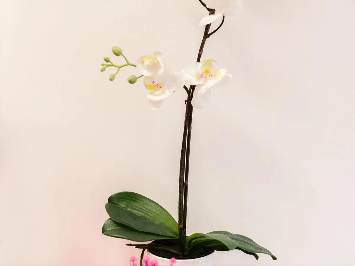 برای هدیه چه گلی بخریم؟ راهنمای انتخاب گل مناسب - تصویر 2