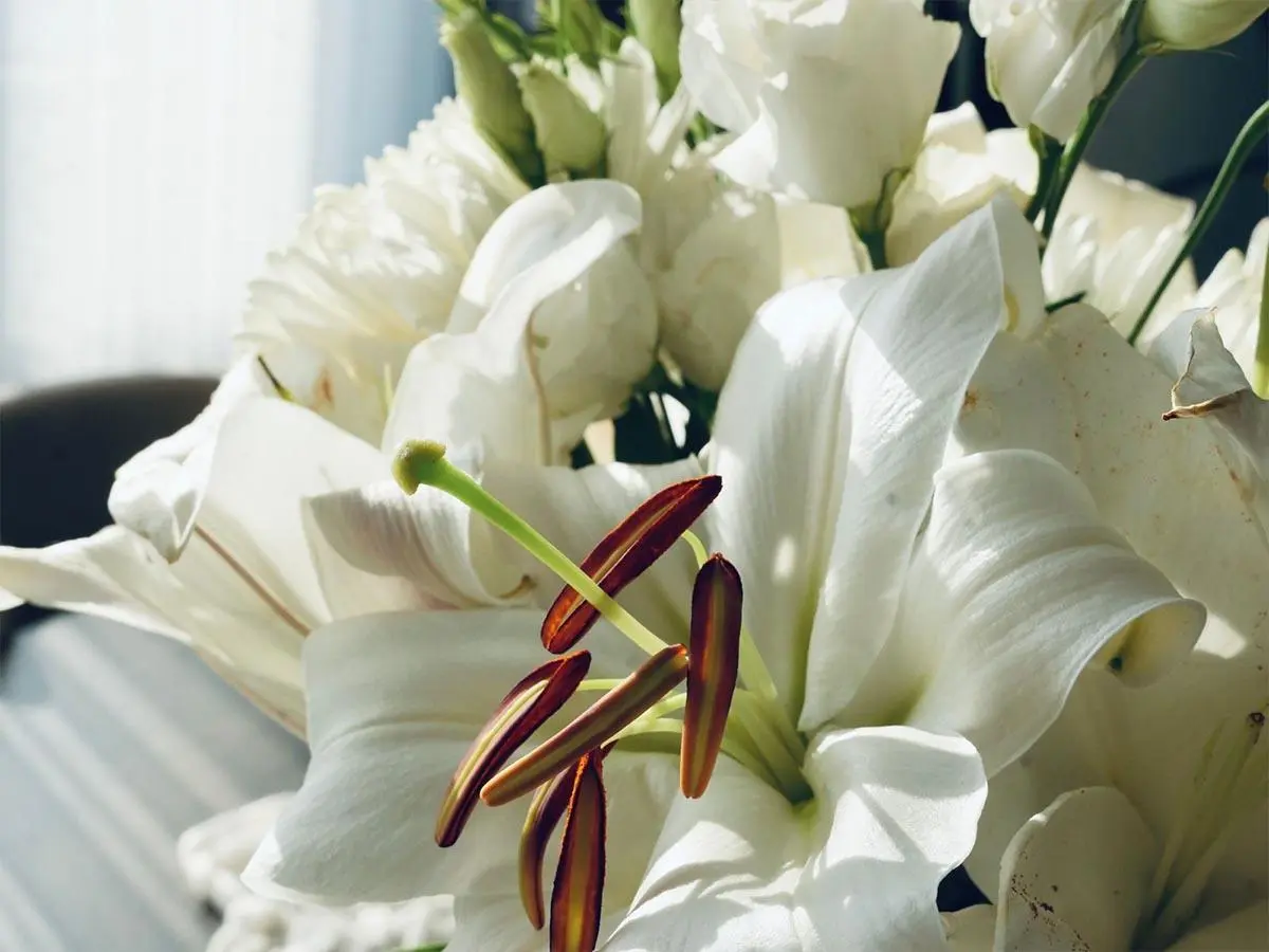 برای هدیه چه گلی بخریم؟ راهنمای انتخاب گل مناسب - تصویر 3