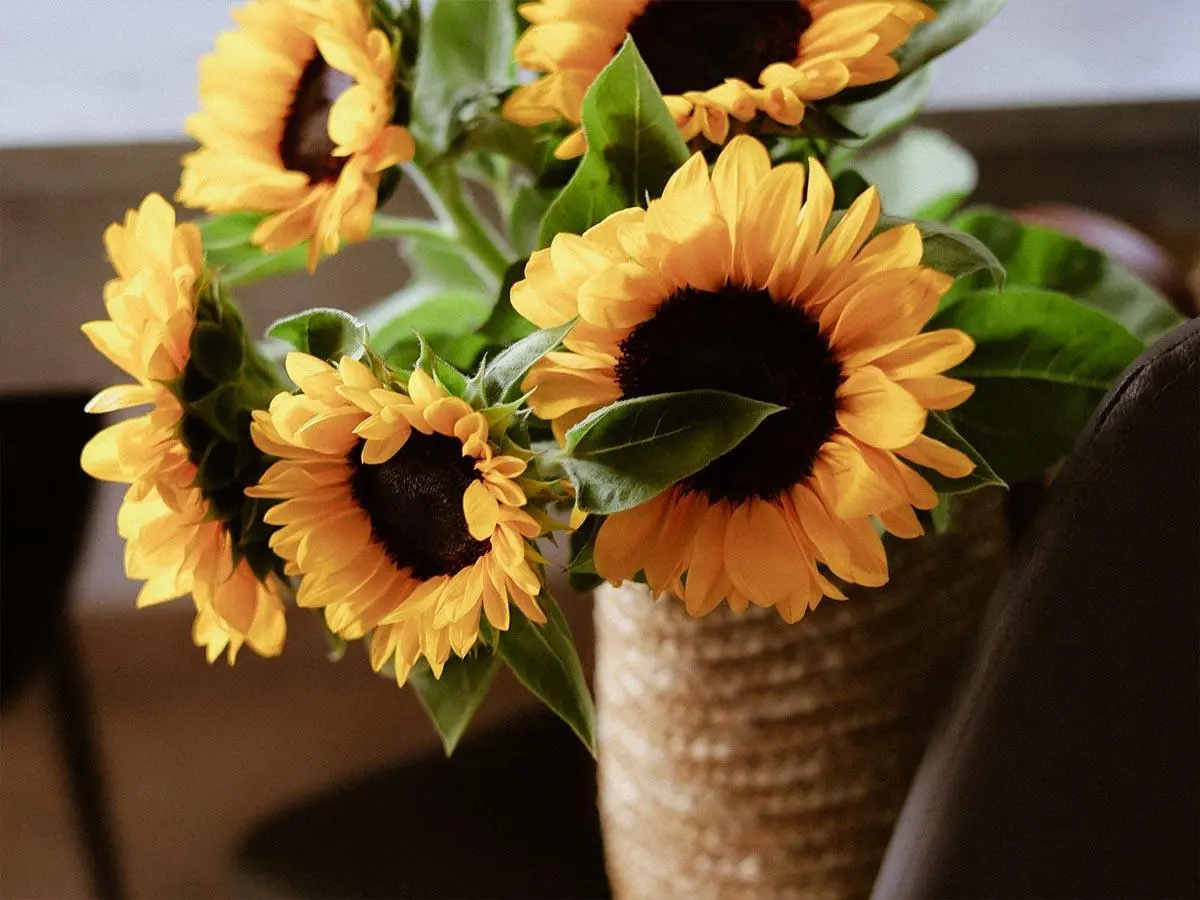 برای هدیه چه گلی بخریم؟ راهنمای انتخاب گل مناسب - تصویر 1