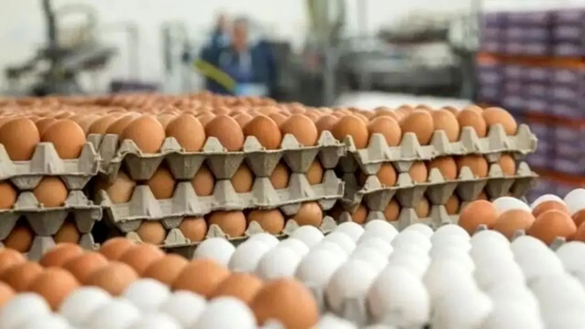 تخم‌مرغ دوباره گران شد!
