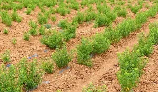 کشت کنترل‌شده گیاهان دارویی؛ شقایق الی‌فرا نه کشت خشخاش