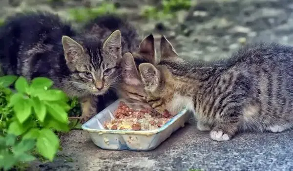 غذا دادن به حیوانات خیابانی چه بلایی سر آنها می‌آورد؟
