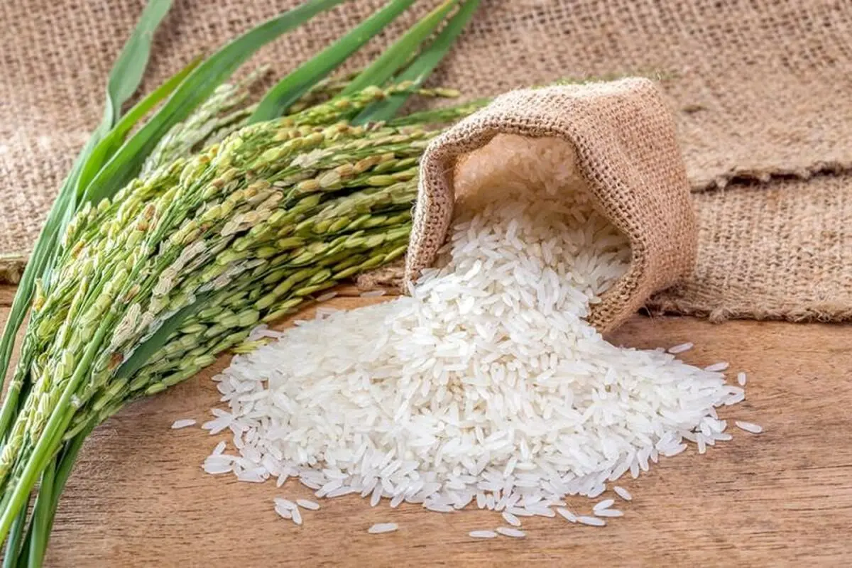 لیست قیمت انواع برنج ایرانی ۲۶ اردیبهشت ۱۴۰۵ | کیسه ۱۰ کیلویی برنج نیم دانه، عنبربو، هاشمی و...را چند بخریم؟ + جدول