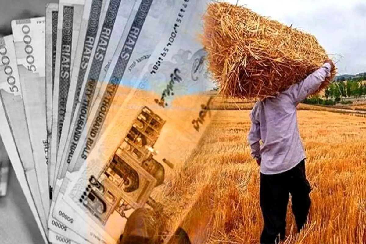آخرین اخبار از پرداخت مطالبات گندم‌کاران | واریزی هفتگی متوقف شد
