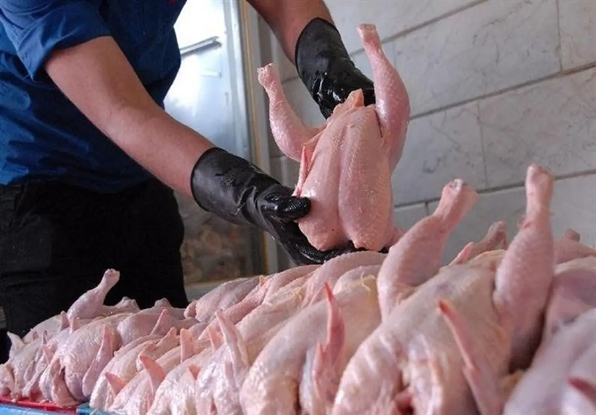 خبر فوری؛ مرغ ۴۰۰ هزار تومانی در راه است