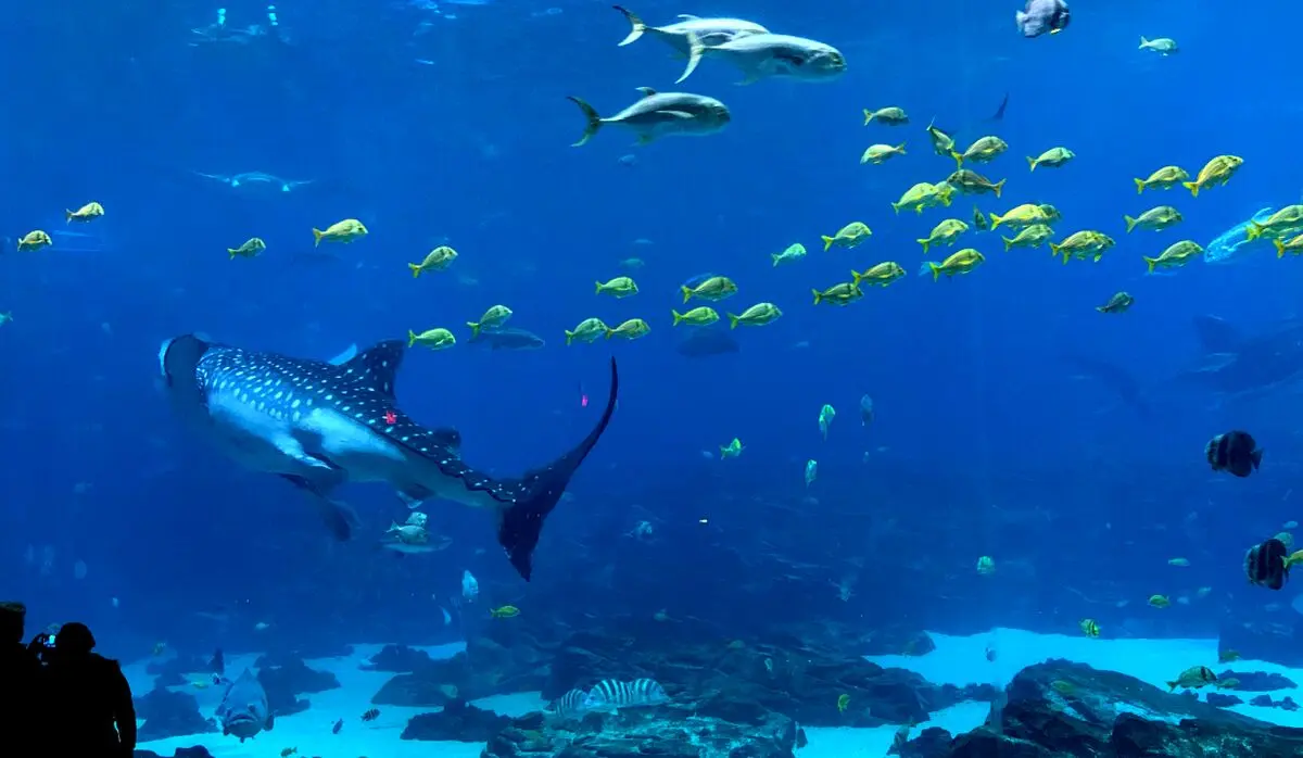 (ویدئو) آکواریوم چینی کوسه‌نهنگ رباتیک را جای واقعی جا زد
