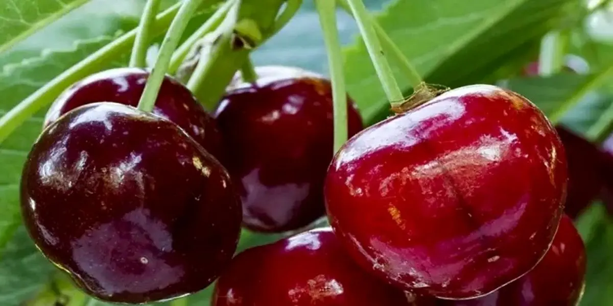 تمام عمر اشتباهی برگ گیلاس و دور می ریختیم | خواص شفابخش برگ گیلاس