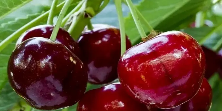 تمام عمر اشتباهی برگ گیلاس و دور می ریختیم | خواص شفابخش برگ گیلاس