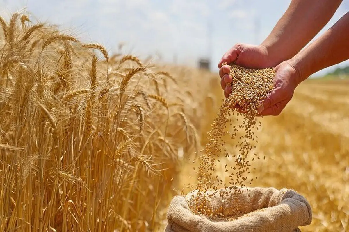 اصلاح قیمت گندم به کجا رسید؟ | کشاورزان منتظر تصمیم نهایی
