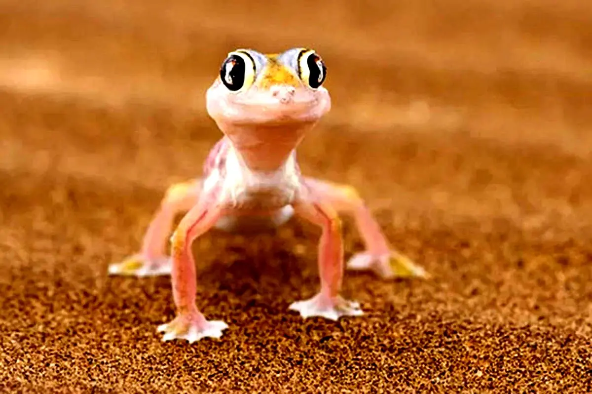 مارمولک‌های مظلوم در معرض خطرند!