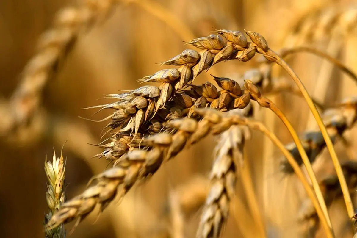 خرید تضمینی گندم به مرز ۱۰۰ هزار میلیارد تومان رسید