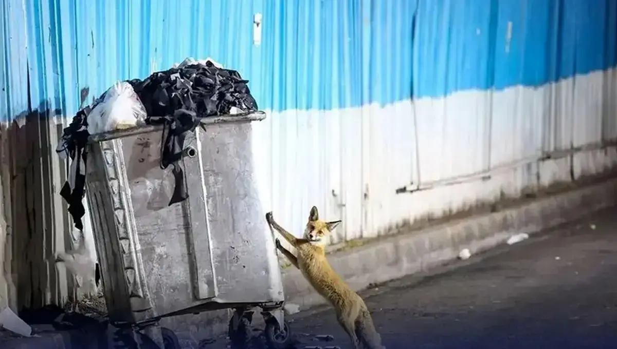 هشدار درباره شیوع ‌انگل‌ خطرناک لیشمانیوز!