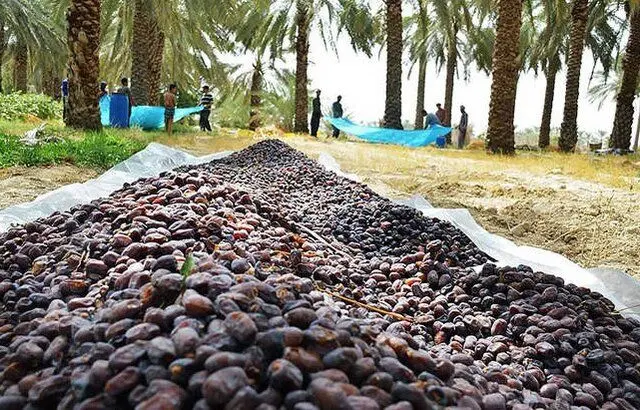 حال و روزِ نه چندان خوب خرما در شرق استان کرمان