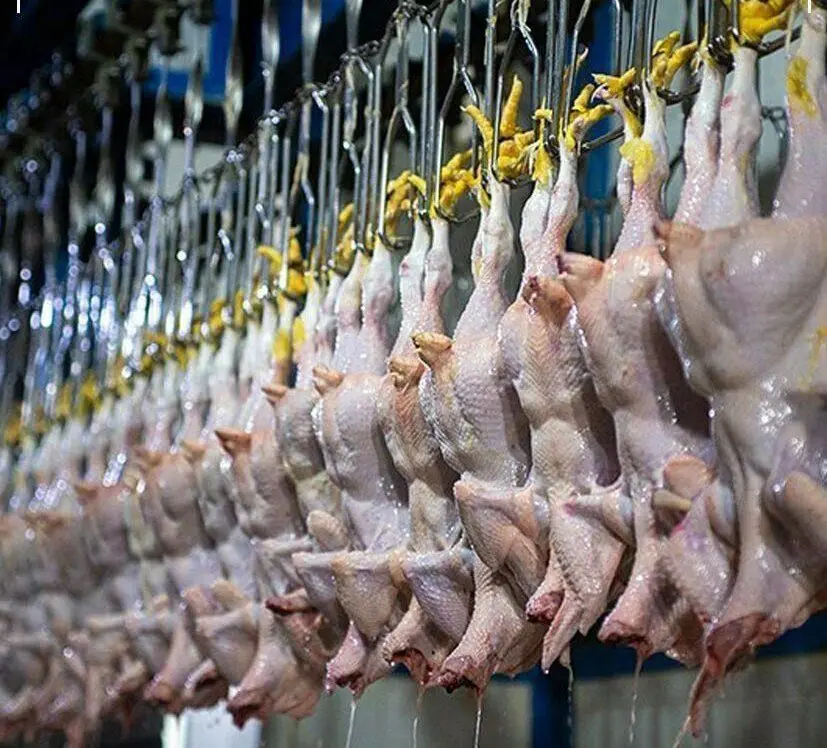 شگرد جدید گرانفروشی مرغ لو رفت