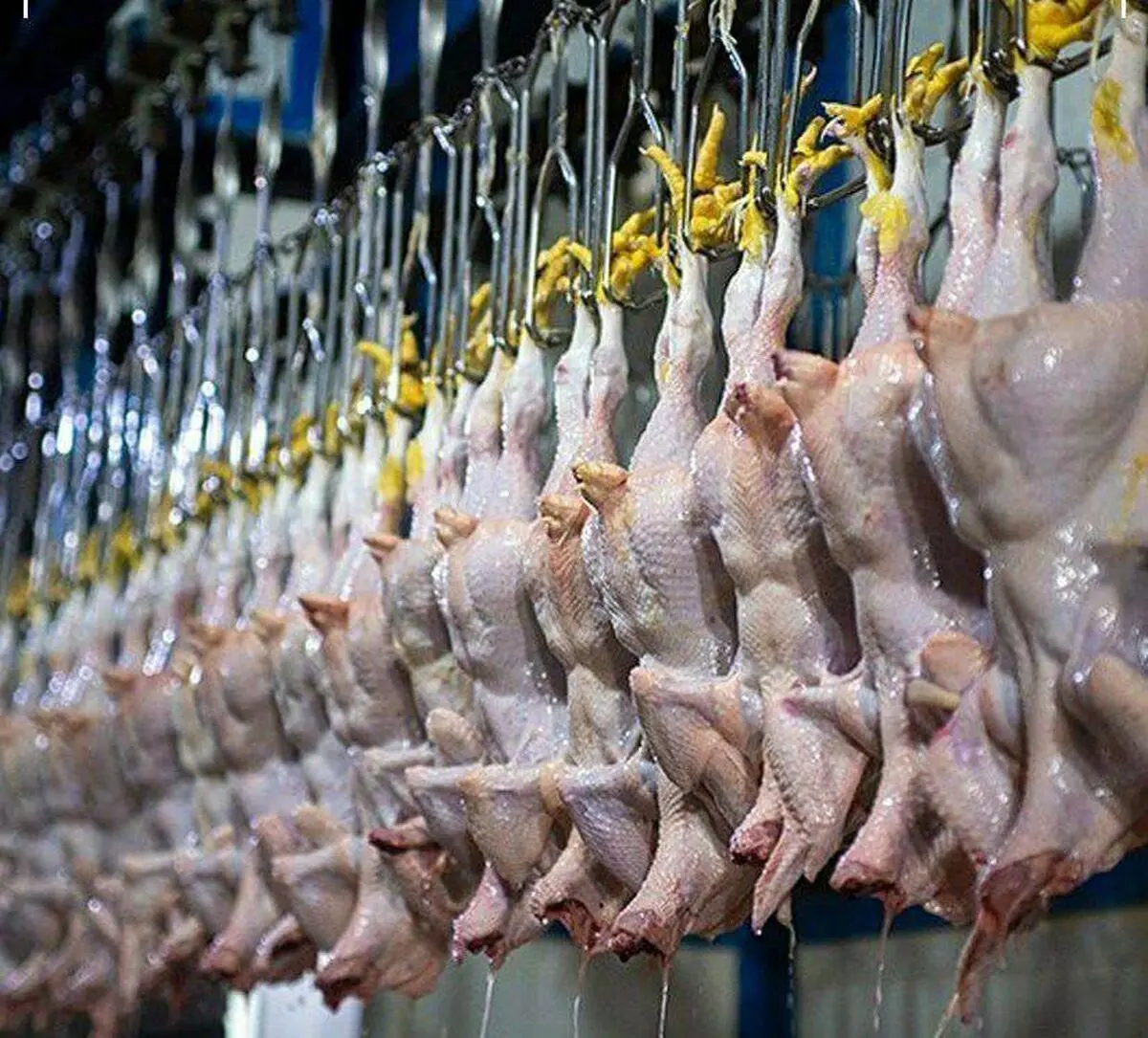 شگرد جدید گرانفروشی مرغ لو رفت