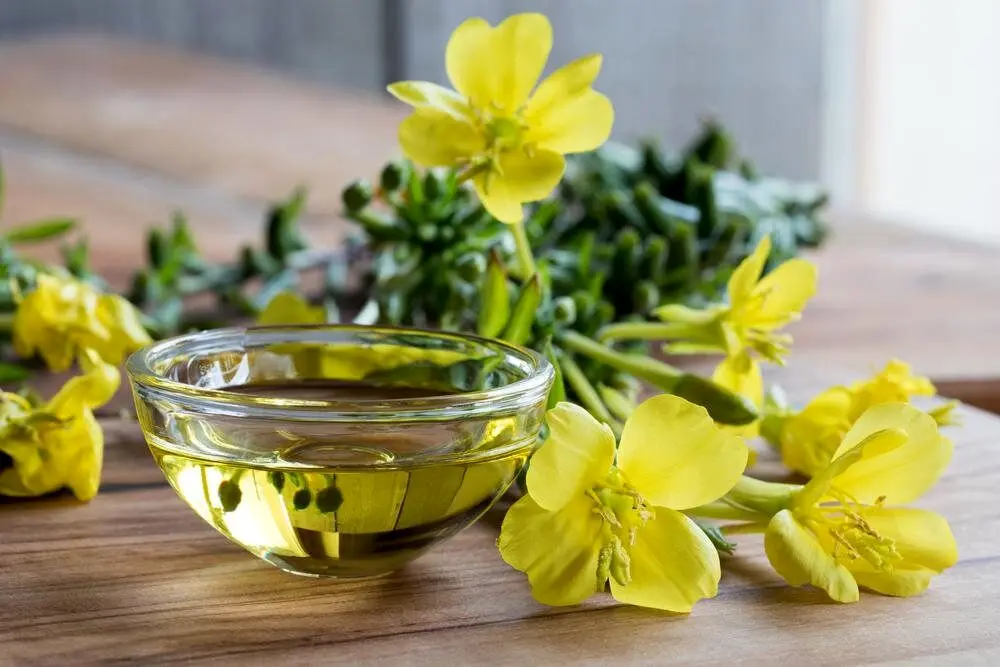 روغن گل مغربی چه فایده‌ای دارد؟