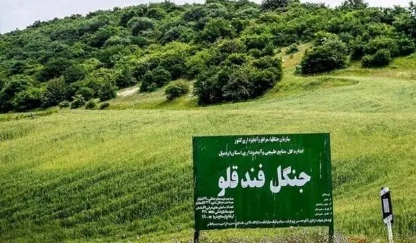 برای اولین‌بار در پرونده قطع درختان؛ حکم تبعید صادر شد | کمین ۴۸ ساعته برای شکار متخلفان فندقلو