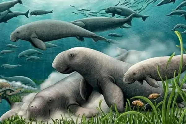 کشف گاو دریایی ۲۱ میلیون ساله در خلیج فارس