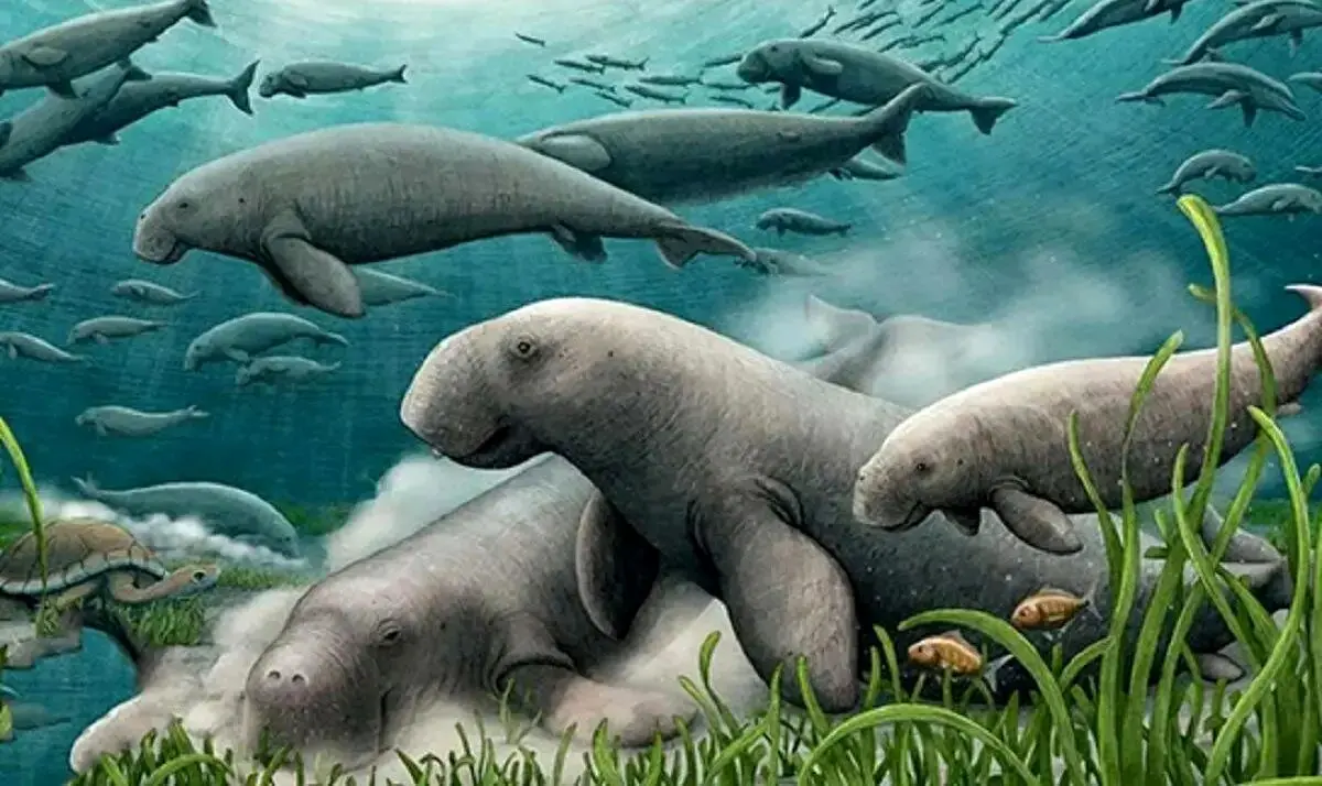 کشف گاو دریایی ۲۱ میلیون ساله در خلیج فارس