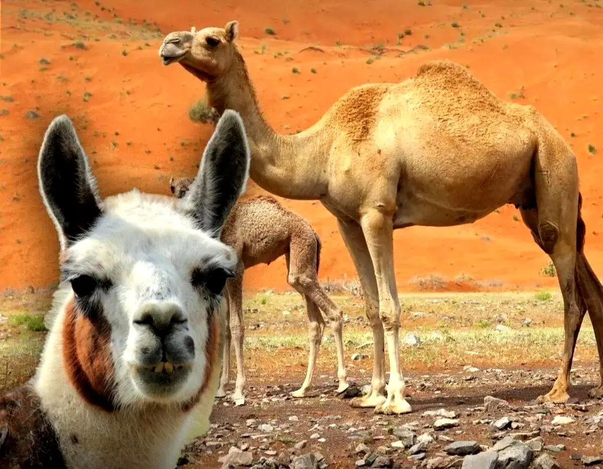 خون شتر می تواند کلید درمان آلزایمر باشد
