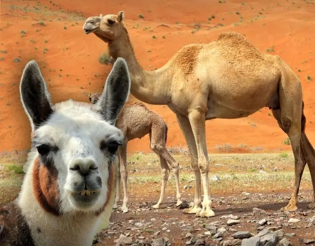 خون شتر می تواند کلید درمان آلزایمر باشد
