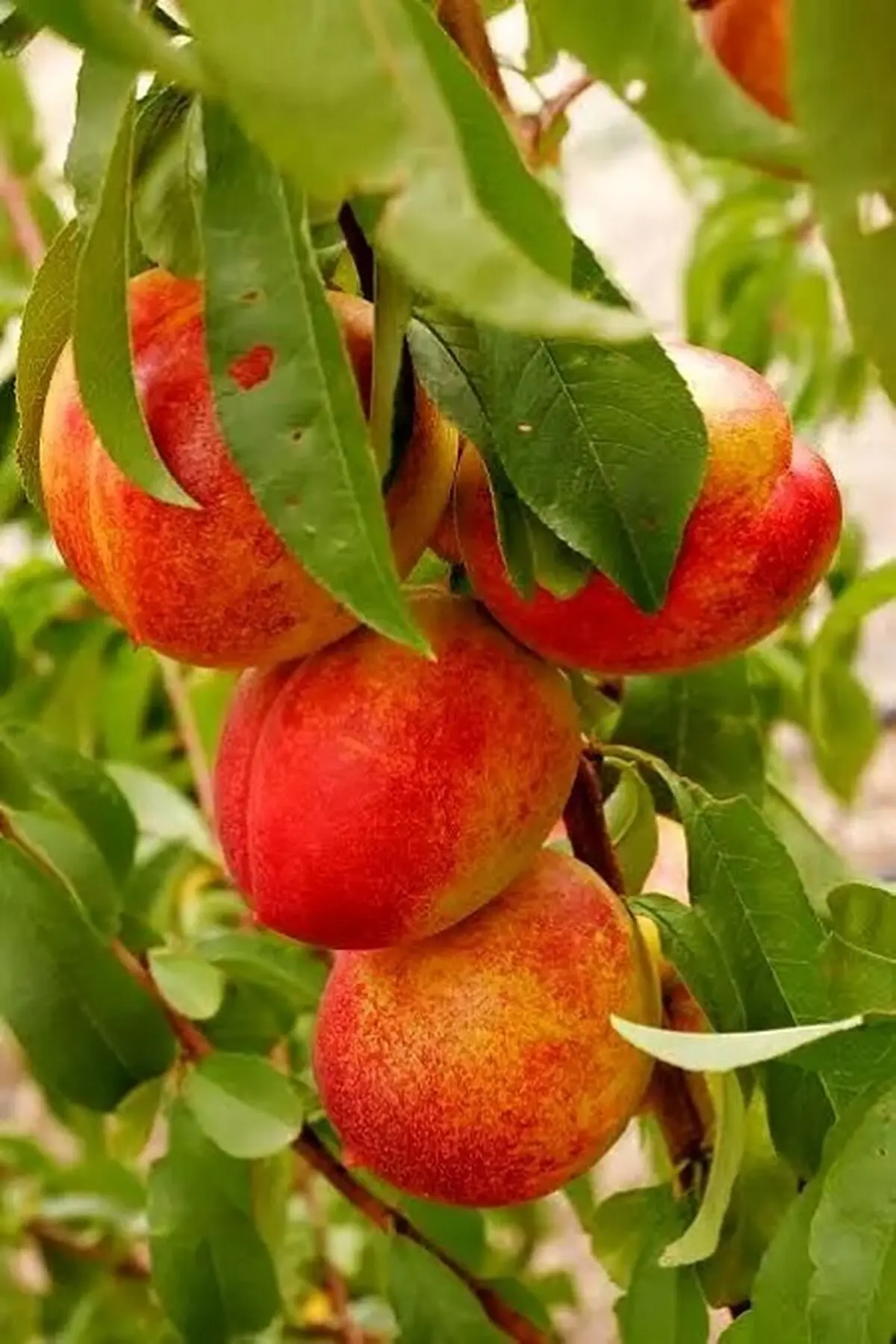میوه ضد سرطانی و سرشار از ویتامین ث و آ
