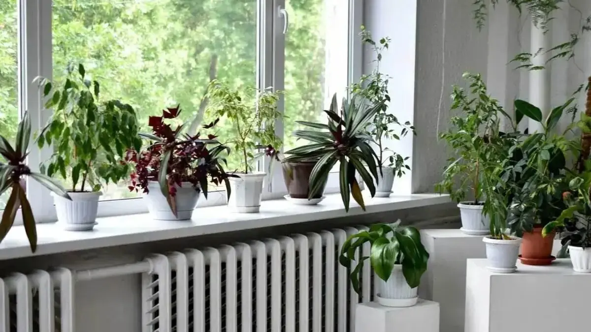 چند ترفند معجزه آسا برای جلوگیری از یخ‌زدگی گیاهان آپارتمانی

