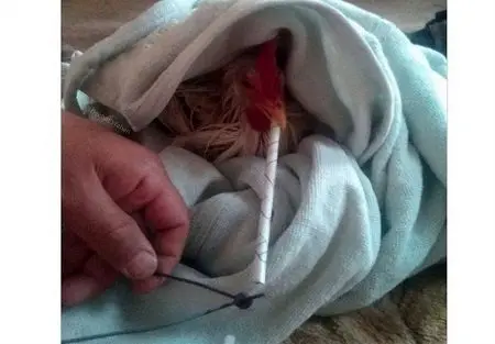 به مرغ‌های گوشتی تریاک داده می شود؟!