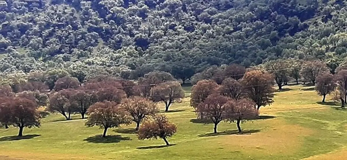 روز جهانی جنگل و زخم جنگ بر تن درختان زاگرس
