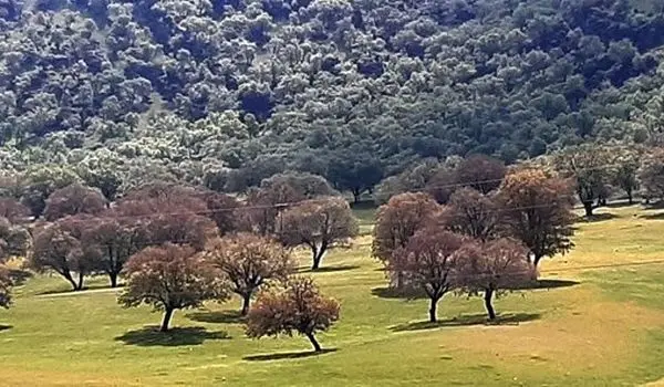 روز جهانی جنگل و زخم جنگ بر تن درختان زاگرس
