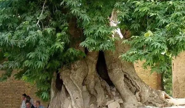 ثبت ملی کهن‌ترین درخت گردوی ایران در لرستان