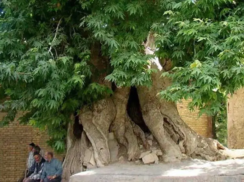 ثبت ملی کهن‌ترین درخت گردوی ایران در لرستان
