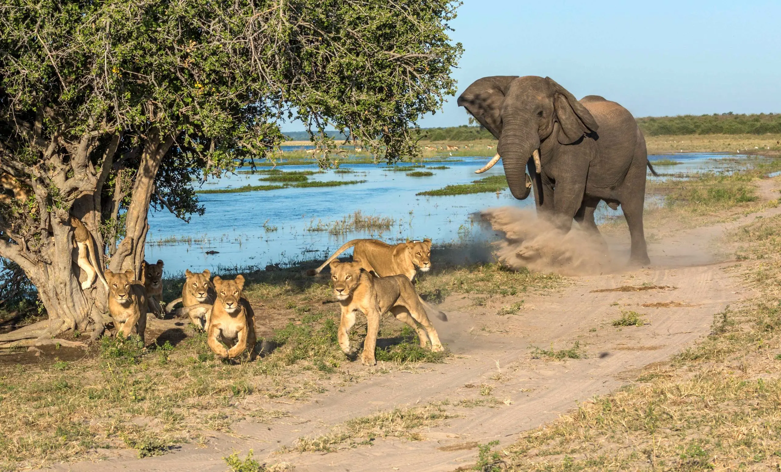 خطر له شدن شیر ماده زیر پای فیل؛ واکنش جالب شیرها را ببینید + ویدئو