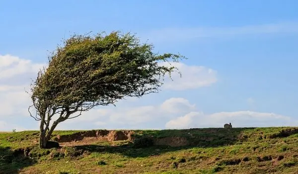 کاهش نسبی دما در نوار شمالی کشور