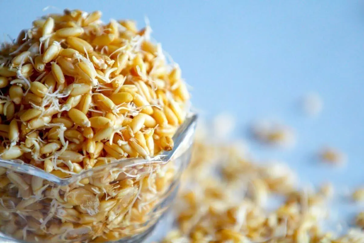 این ماده غذایی سرشار از ویتامین‌های ضروری و مورد نیاز بدن است!