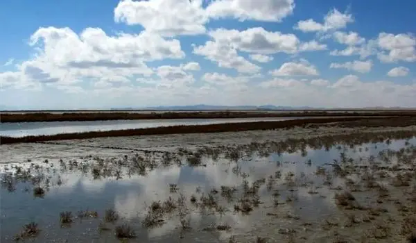 بارندگی‌های به داد کدام تالاب‌ها رسید؟