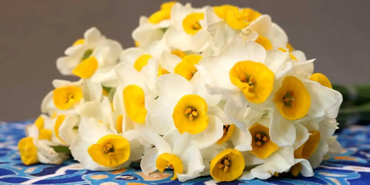 ششمین جشنواره گل نرگس شهرستان خفر برگزار می‌شود
