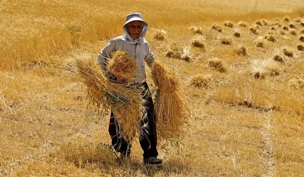 مطالبات گندمکاران تیرماه واریز می‌شود؟ | تبعات تاخیر در پرداخت پول گندم