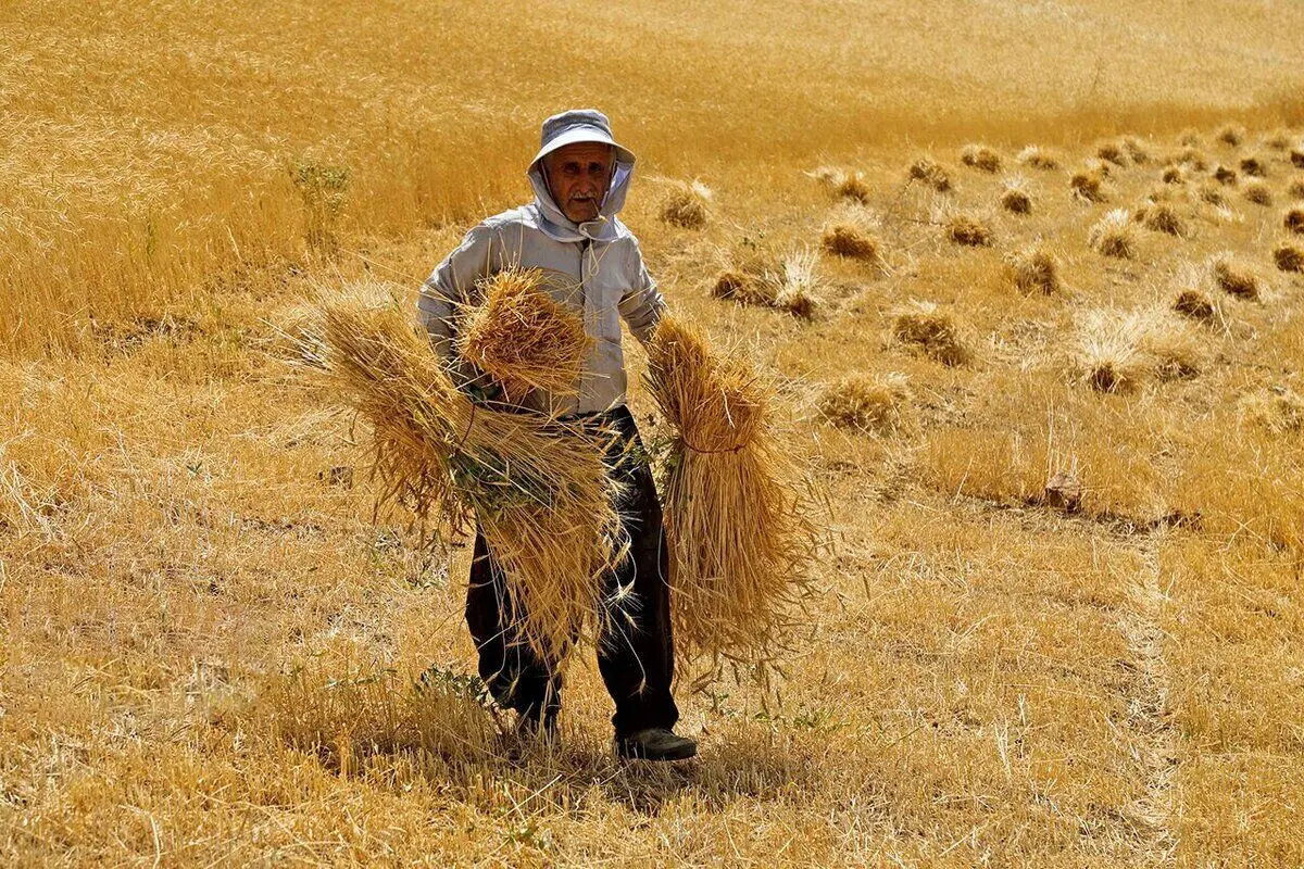 مطالبات گندمکاران تیرماه واریز می‌شود؟ | تبعات تاخیر در پرداخت پول گندم