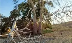 تشکیل پرونده برای عاملان قطع درخت چنار ۸۰۰ ساله