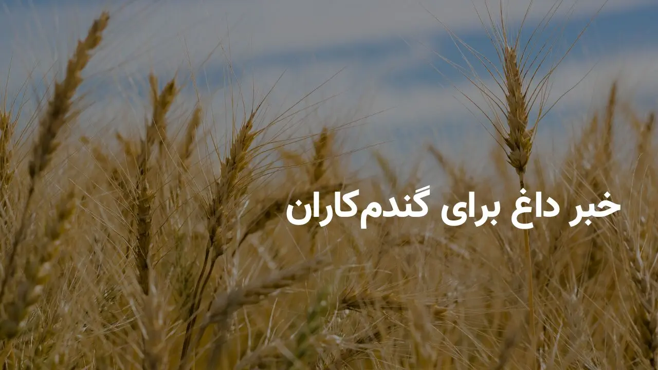 خبر داغ برای گندم‌کاران | احتمال افزایش نرخ خرید تضمینی گندم به ۲۴ هزار تومان در راه است؟