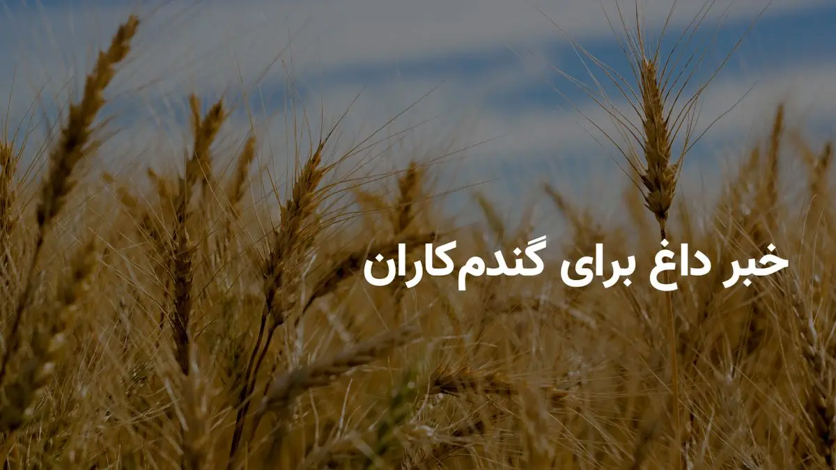 خبر داغ برای گندمکاران | احتمال افزایش نرخ خرید تضمینی گندم به ۲۴ هزار تومان در راه است؟