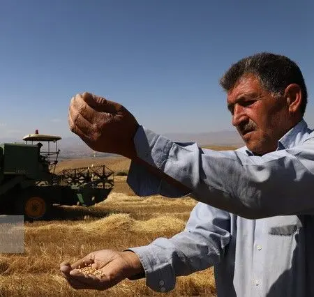 پرداخت ۱۰ همت از طلب گندمکاران

