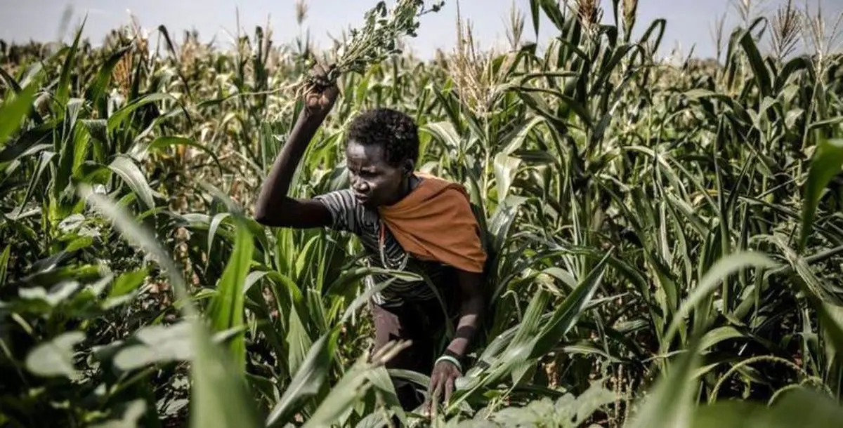 هجوم گسترده ملخ‌ها به مزارع کشاورزی کنیا + تصویر