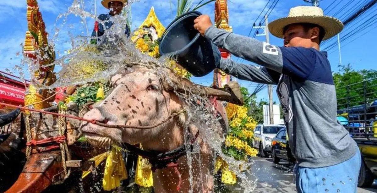 مسابقات گاومیش سواری + تصویر