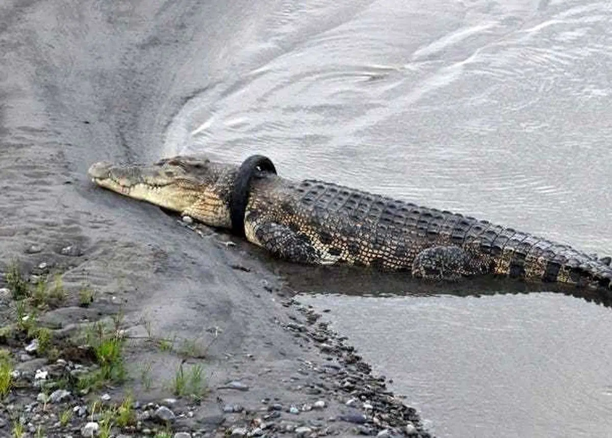 ماجرای مشاهده تمساح در دریاچه چیتگر چیست؟