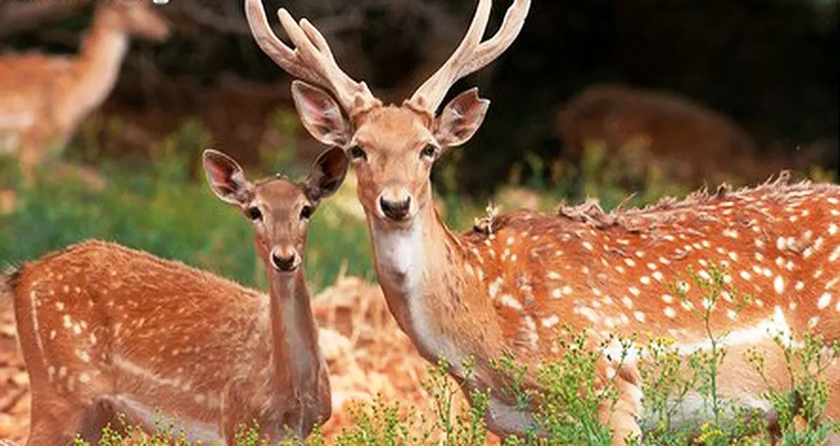 گوزن زرد میانکتل کازرون طعمه پلنگ شد