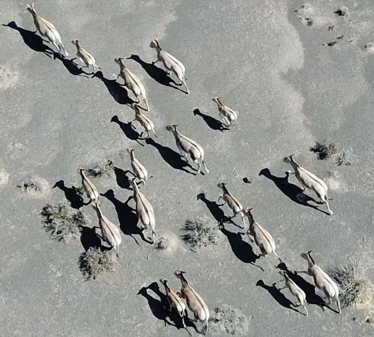 همزیستی گورخرها با حیات وحش پارک ملی کویر گرمسار