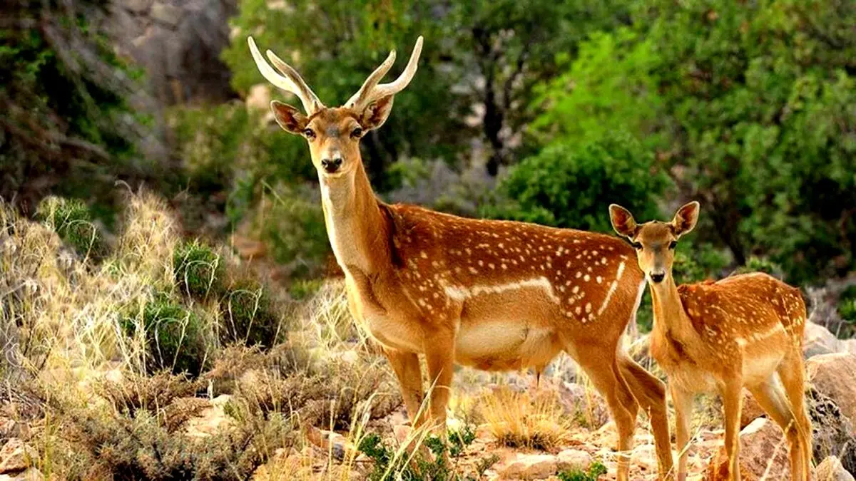 چالش‌های مدیریت گوزن زرد ایرانی بررسی شد