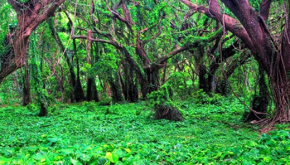 ۳۵ هزار هکتار جنگل دست کاشت در کهگیلویه و بویراحمد ایجاد شد | رسانه خبری اینتیتر